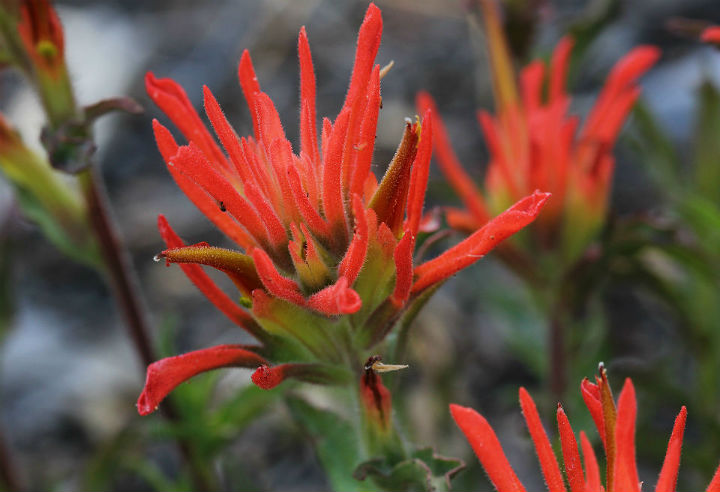 Indian Paintbrush